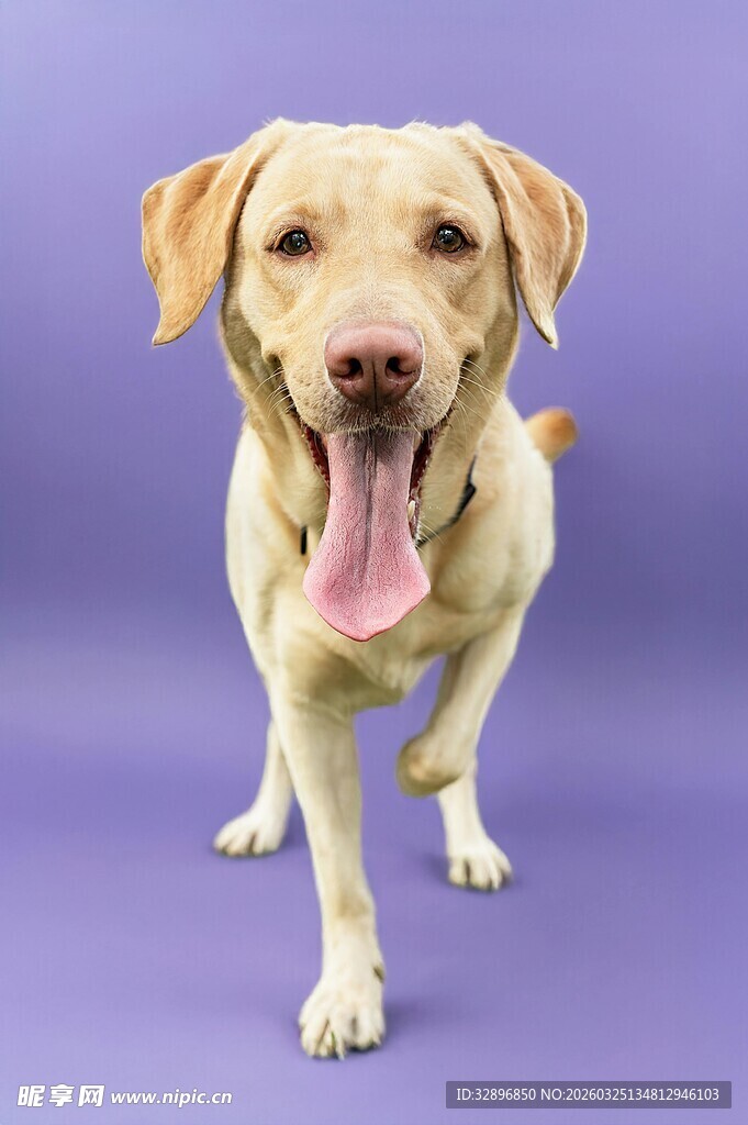 可爱拉布拉多吐舌卖萌
