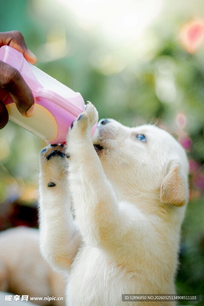 小狗仰头喝奶瓶中的奶