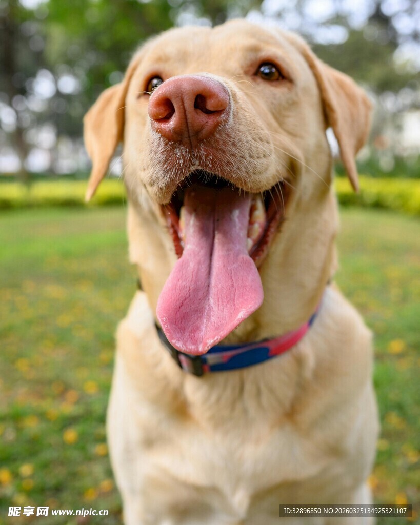 可爱拉布拉多吐舌笑
