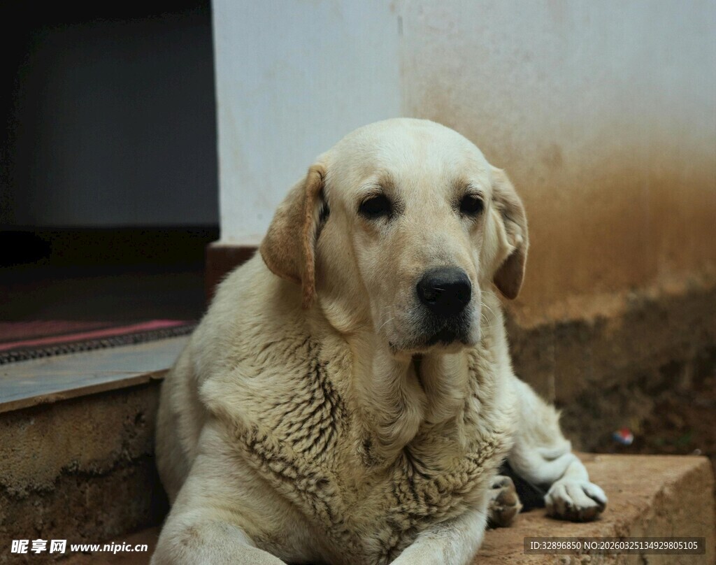 趴在台阶上的金毛犬