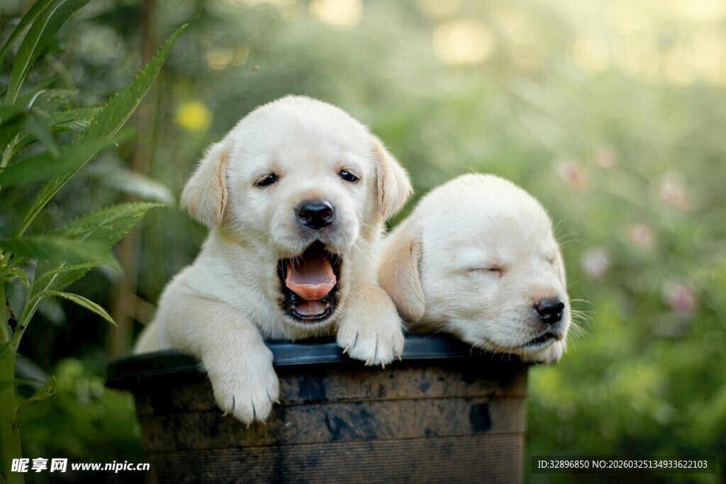 两只萌态小狗在桶中