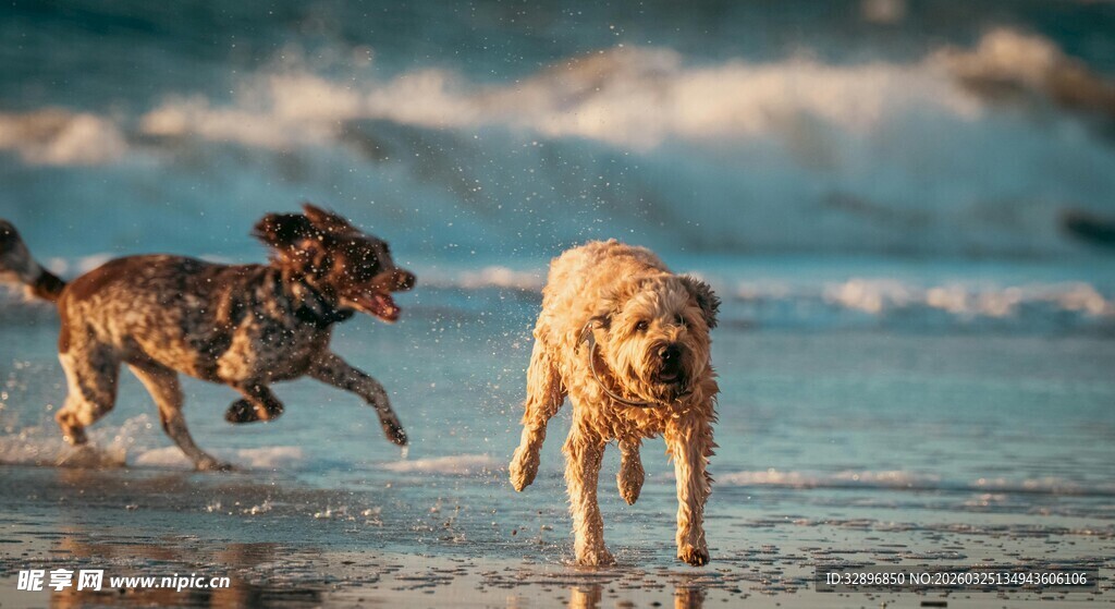 海滩上奔跑玩耍的可爱狗狗