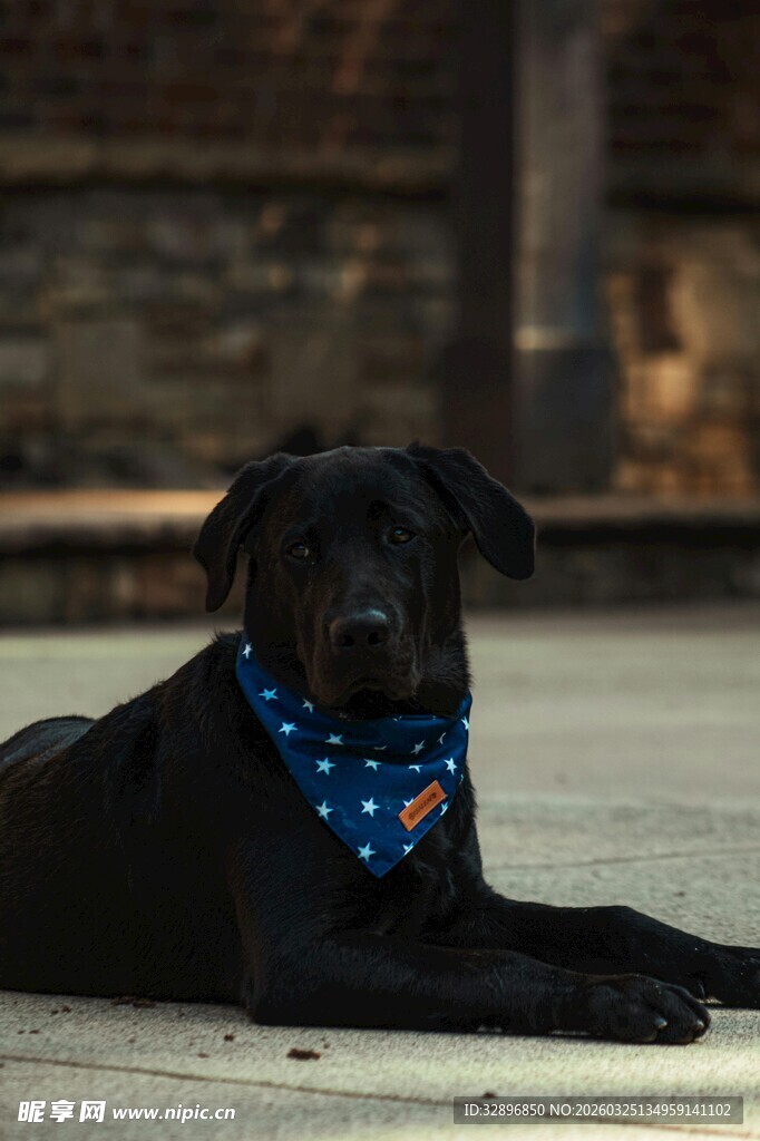 趴着的戴巾黑狗