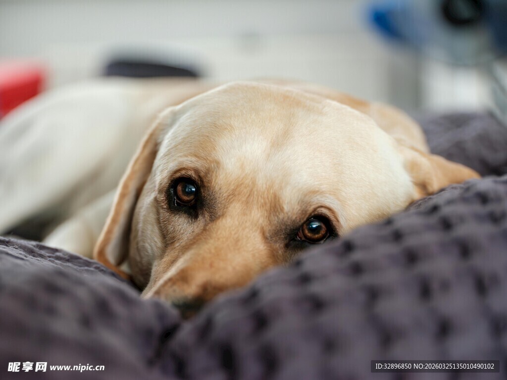 趴着的可爱拉布拉多犬