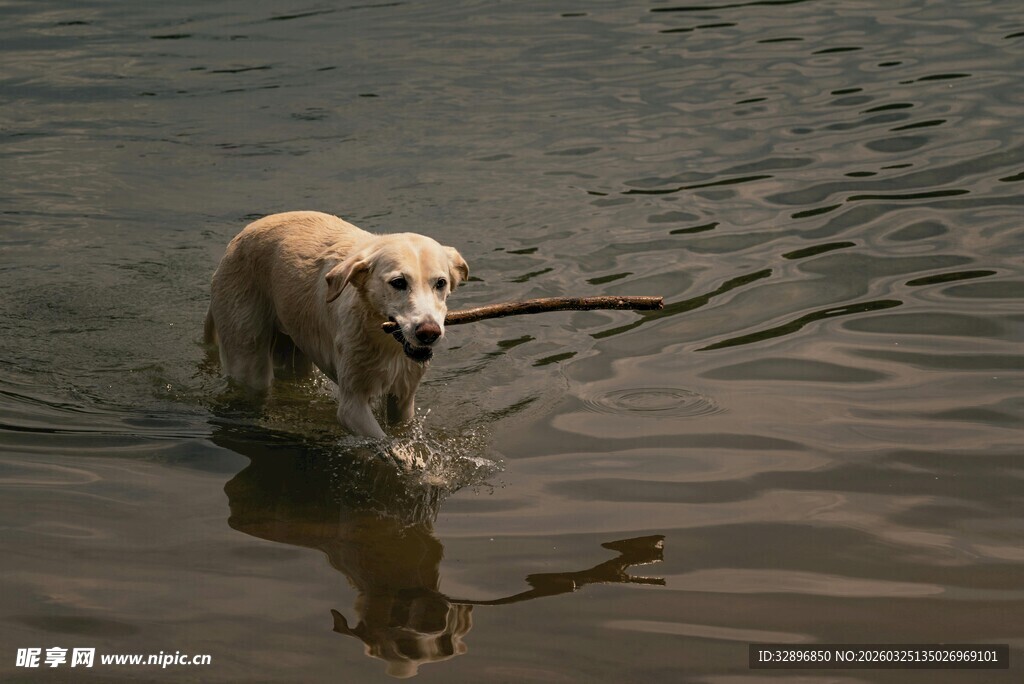 金毛水中衔木棍