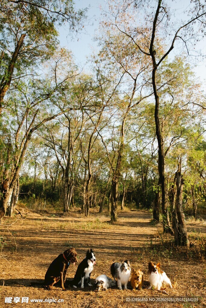 林间休憩的人群与马匹