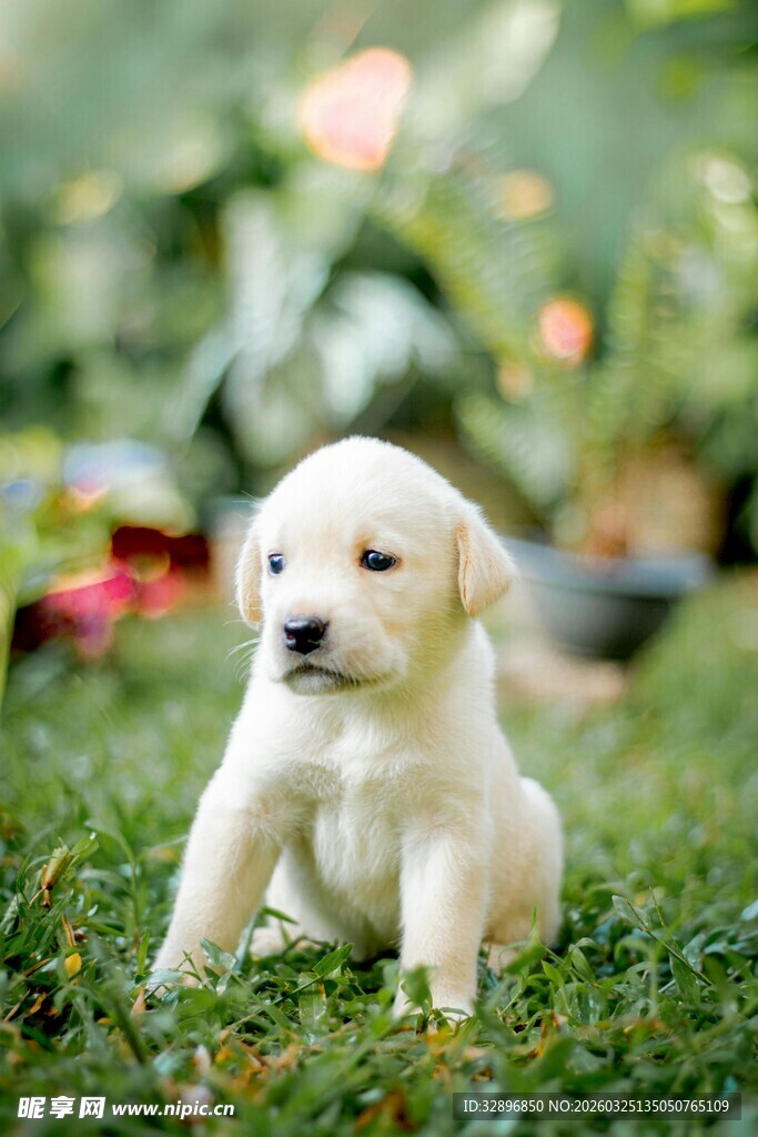 草地上的可爱小黄毛小狗