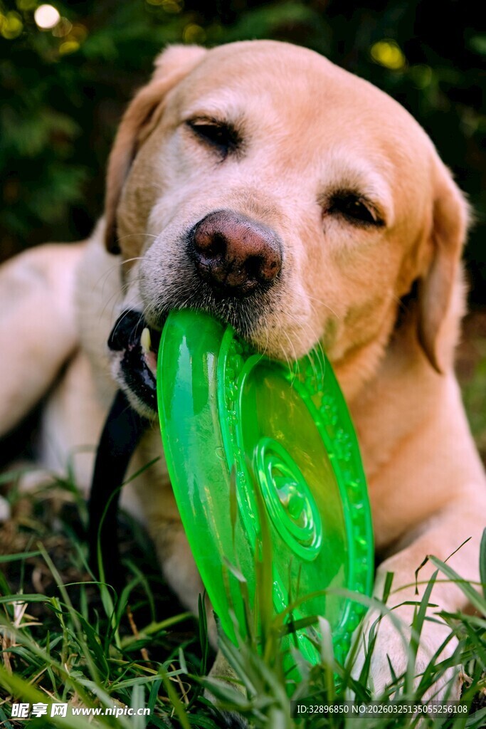 拉布拉多口衔绿色飞盘