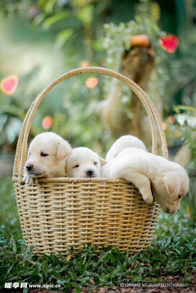 篮子里的可爱小奶狗