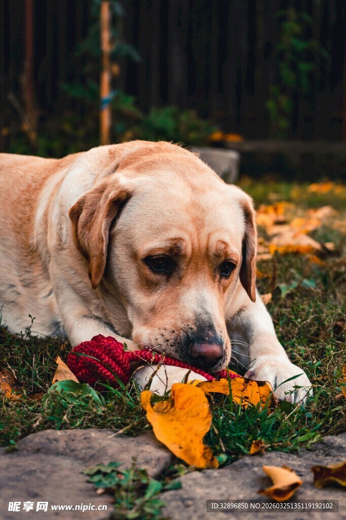 秋日里趴着的拉布拉多犬
