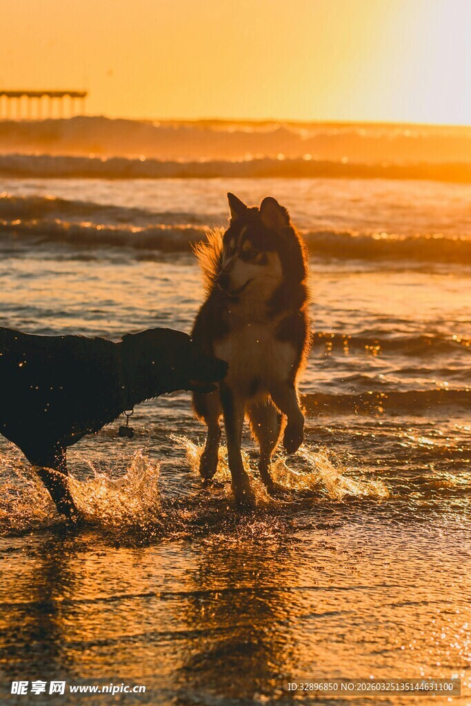 夕阳下海边嬉戏的两只狗