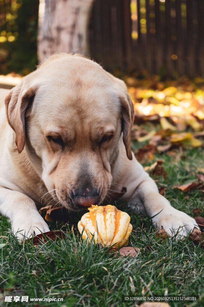 拉布拉多犬嗅闻地上南瓜