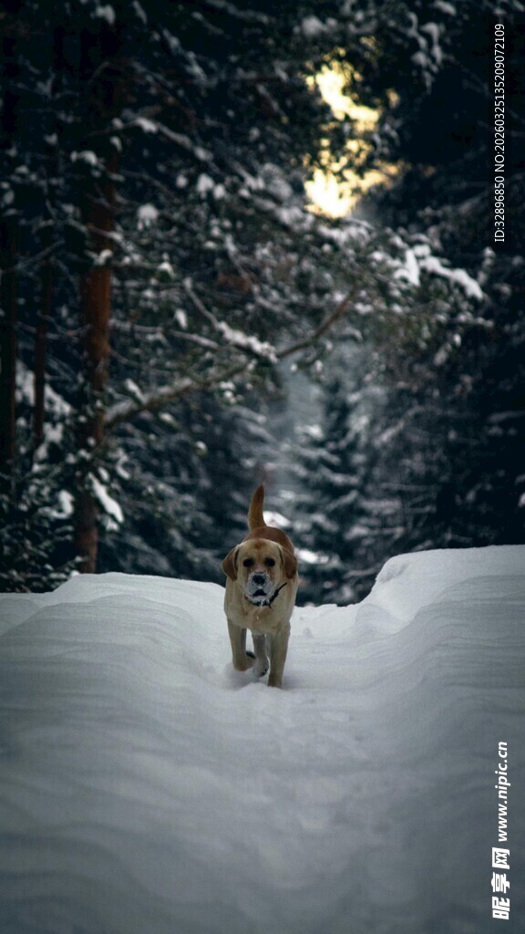 雪地中漫步的狗狗