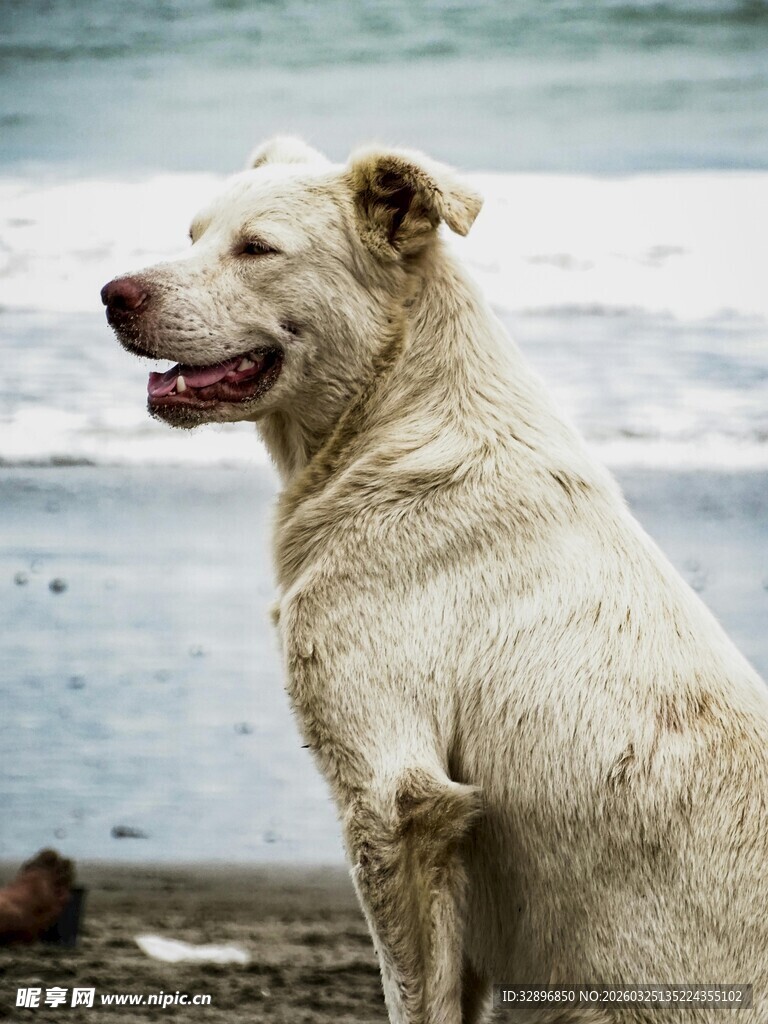 海边的白色狗狗