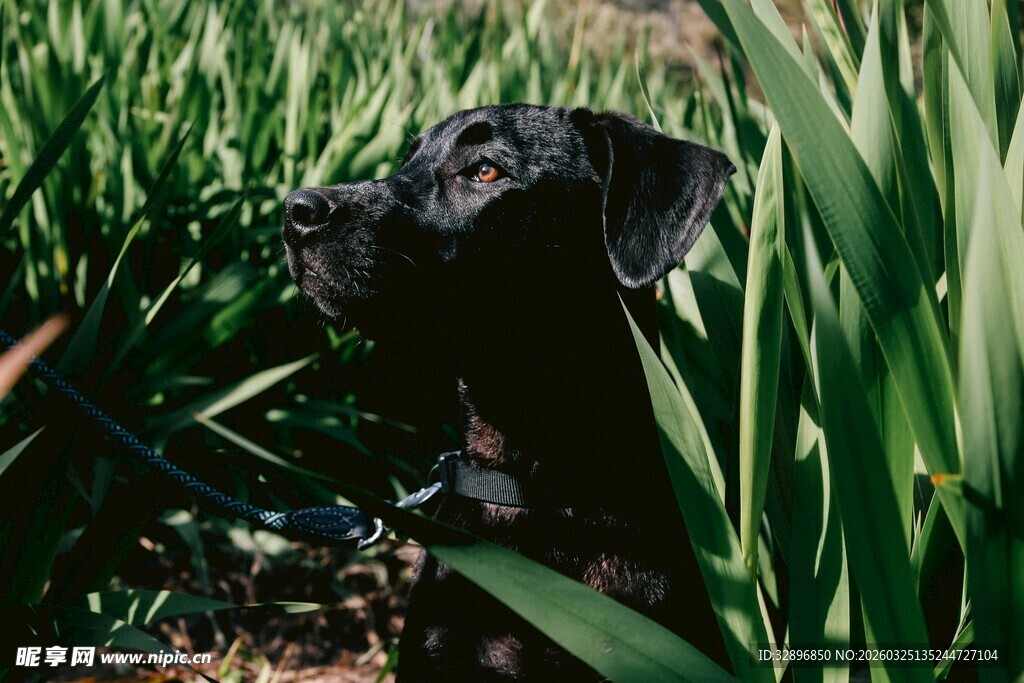 黑狗于绿草丛中张望