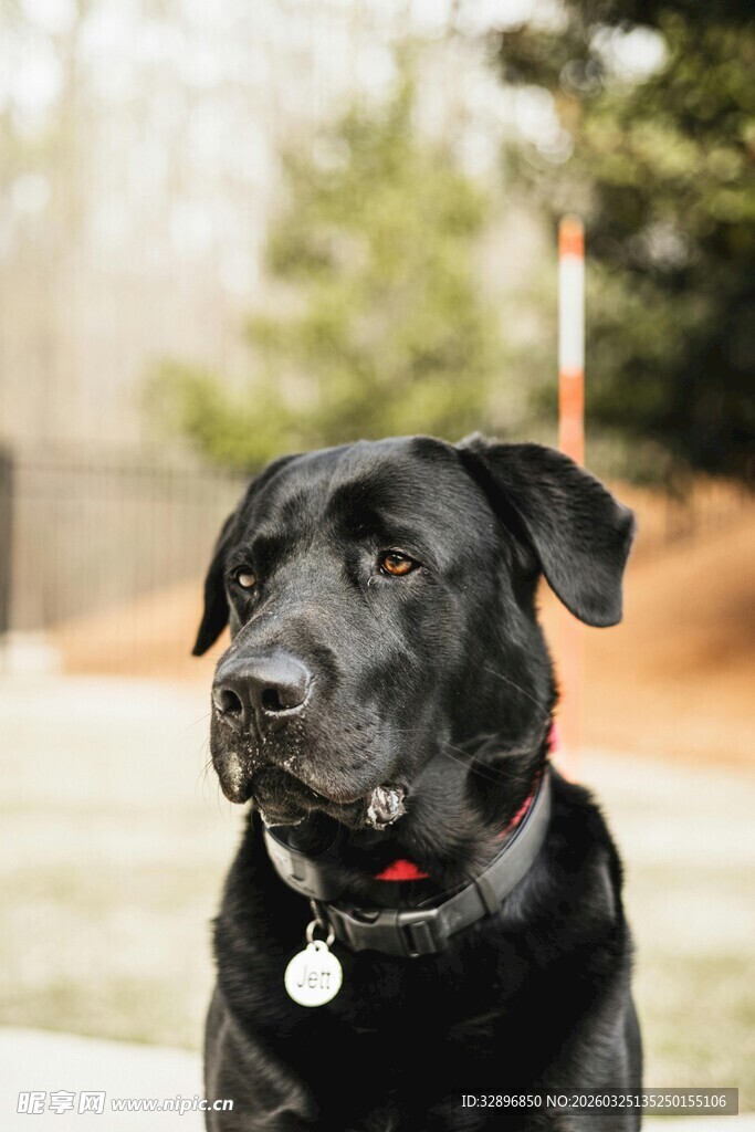 黑色拉布拉多犬户外特写