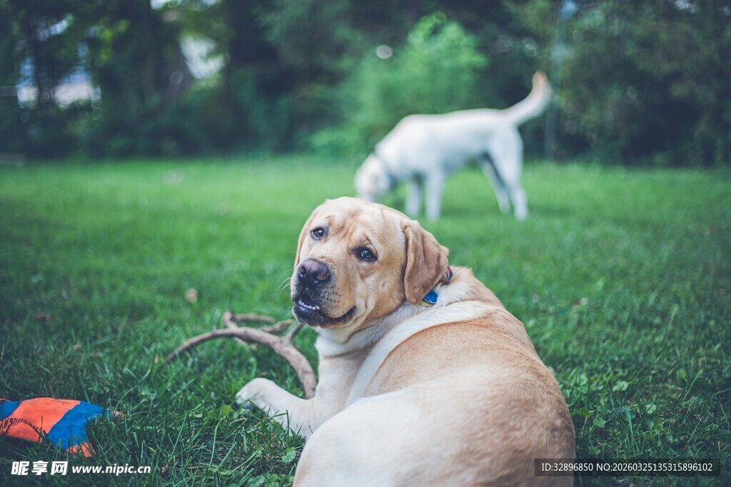 草地玩耍的可爱狗狗