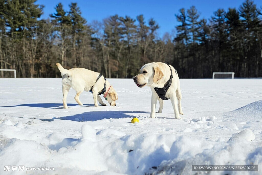 雪地中玩耍的两只狗狗