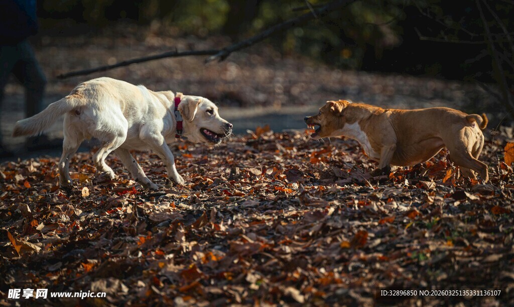 秋日双犬嬉戏落叶间
