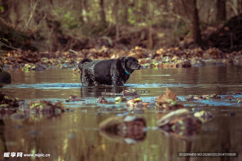 黑狗在溪流中漫步