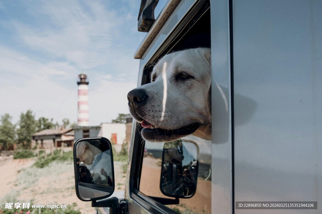 狗狗探头出车窗看风景