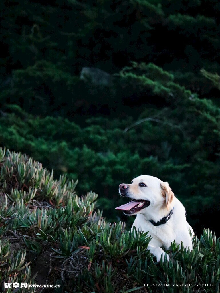 田野中的快乐白狗