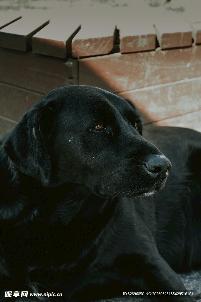 趴着的黑色拉布拉多犬