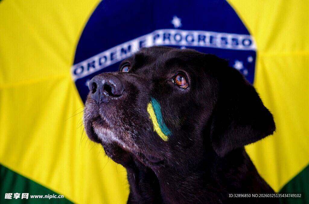 戴巴西标志的可爱狗狗
