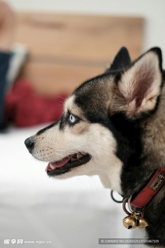 可爱哈士奇转头瞬间