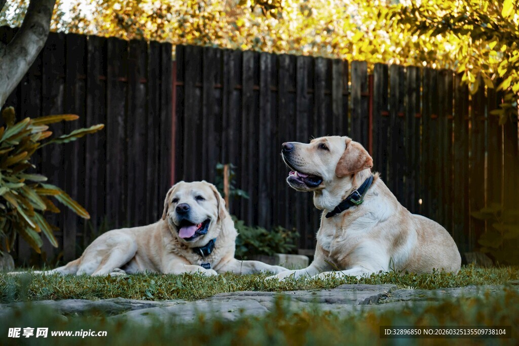 两只拉布拉多惬意躺草坪
