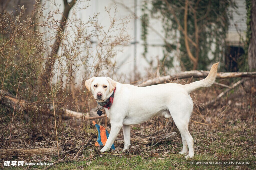 户外草地的可爱白色狗狗