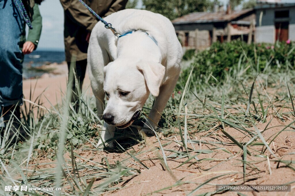 拉布拉多犬在户外嗅闻地面