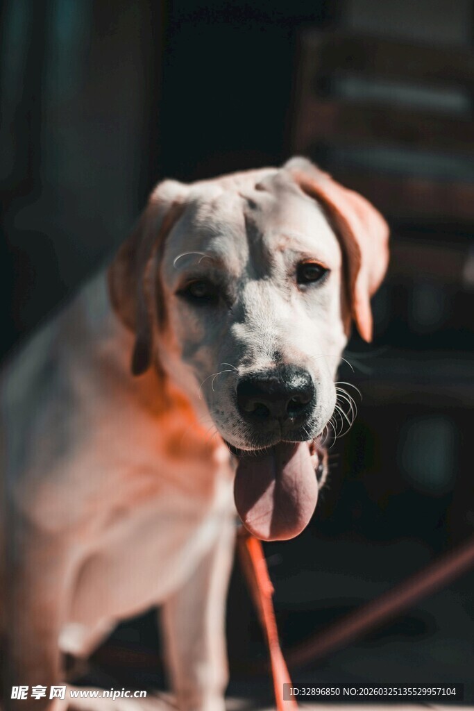 可爱拉布拉多吐舌萌态