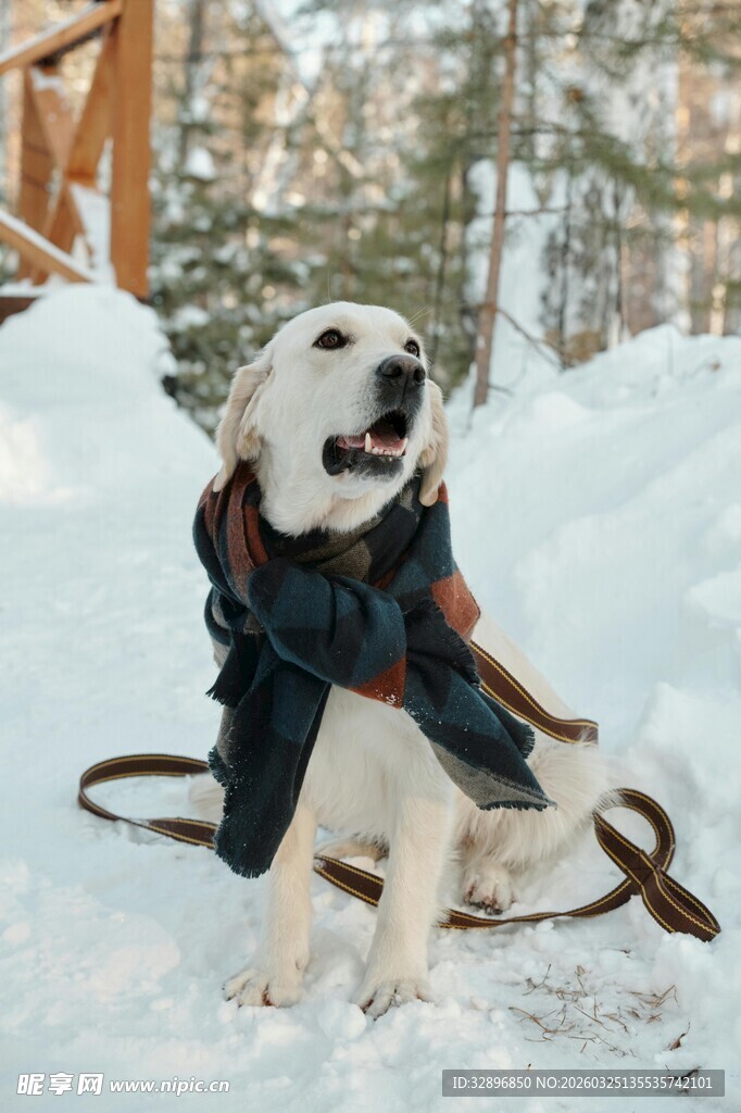 雪地中穿衣服的可爱狗狗