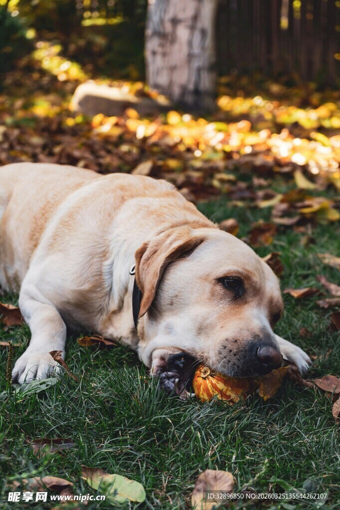 秋日草地上啃食的狗狗