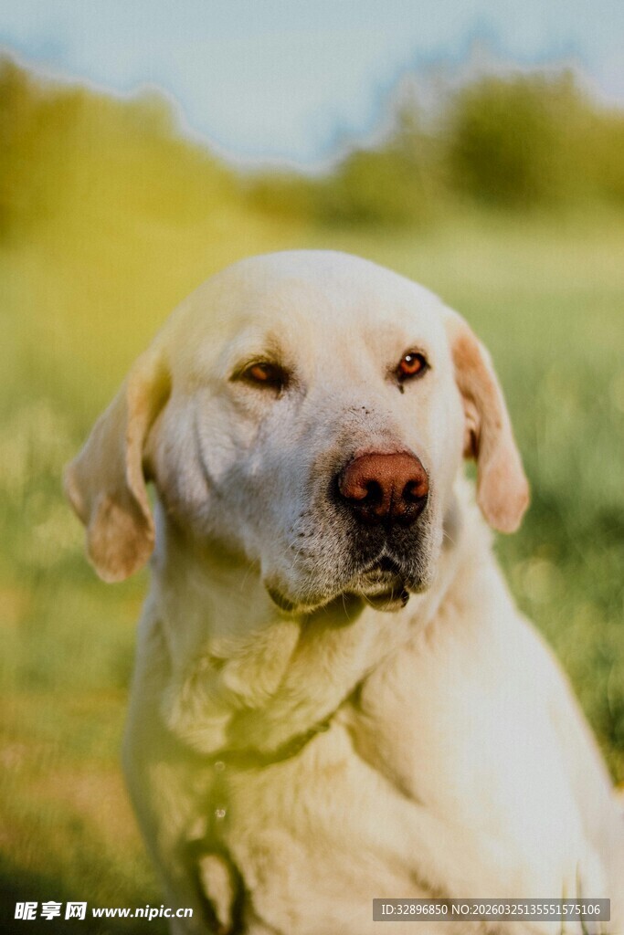 阳光下的可爱拉布拉多犬