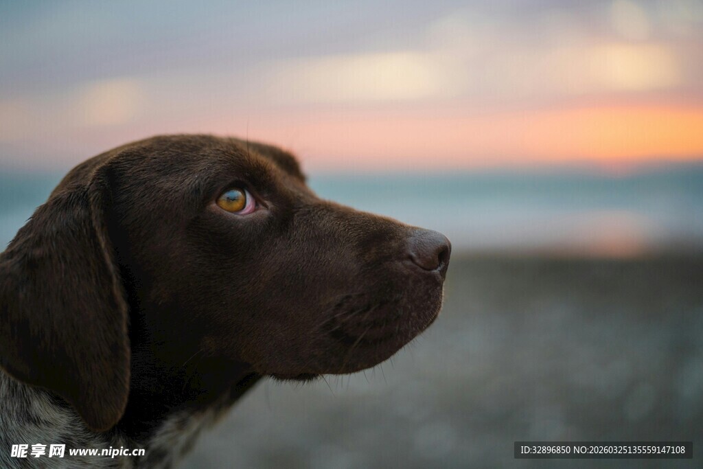 海边凝望的帅气猎犬