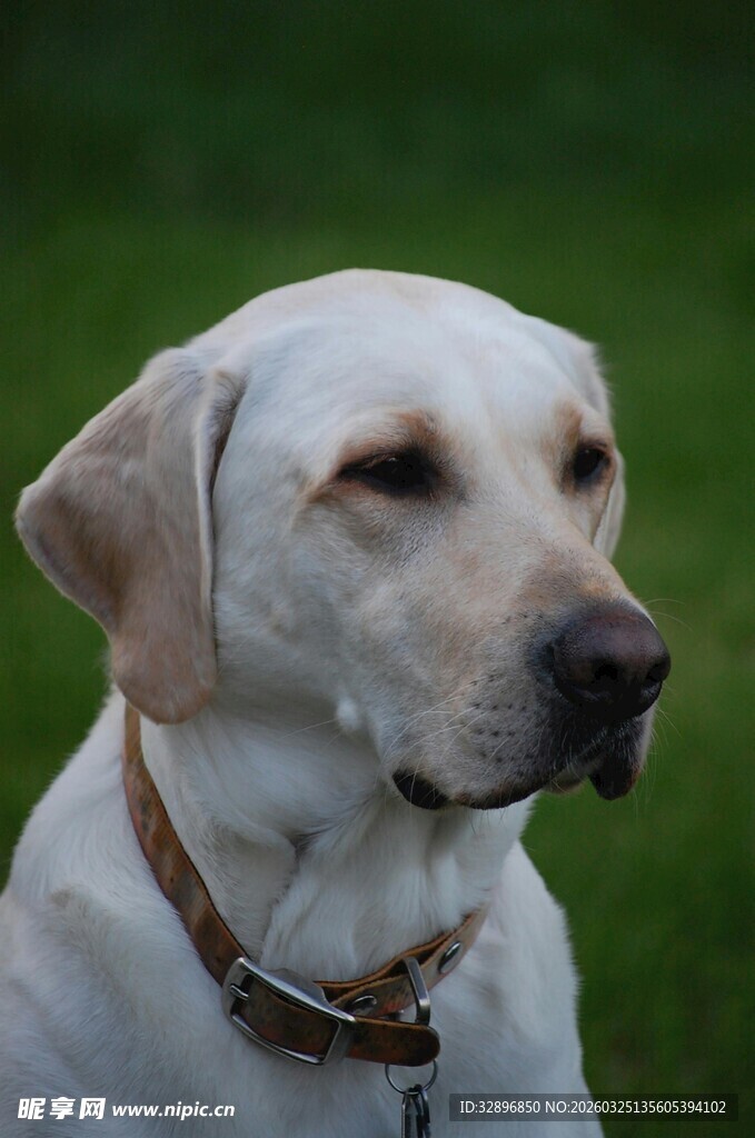 可爱拉布拉多犬的特写