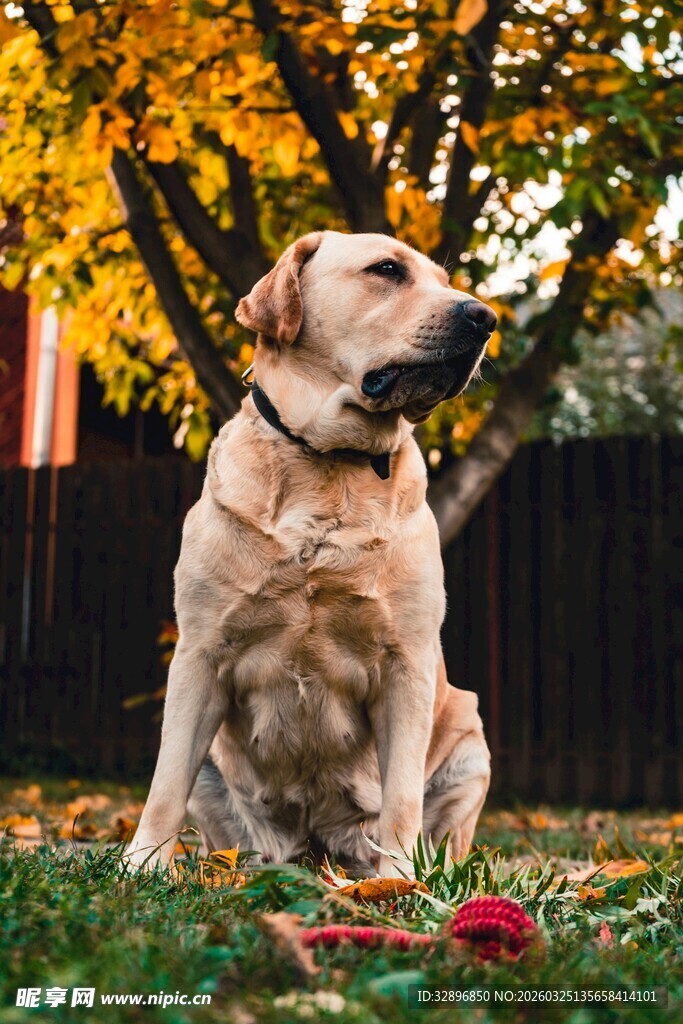 秋日草地的拉布拉多犬