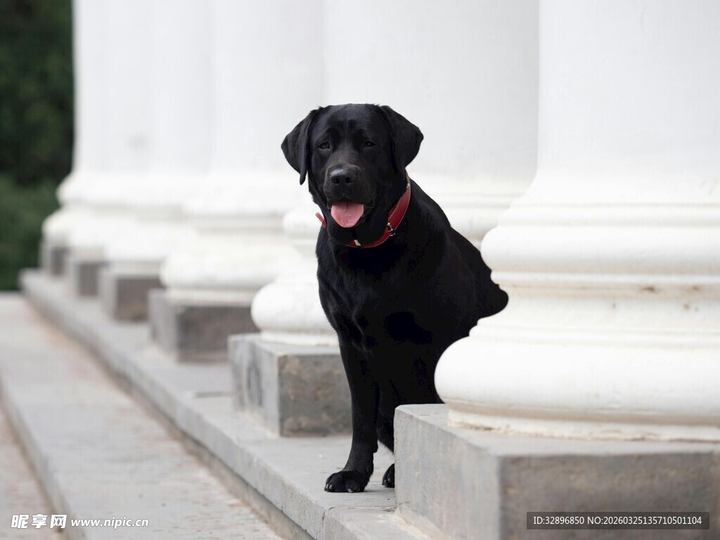 拉布拉多犬蹲坐于台阶上