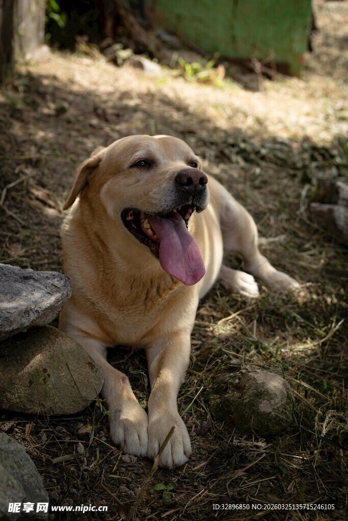 阳光下惬意的金毛犬