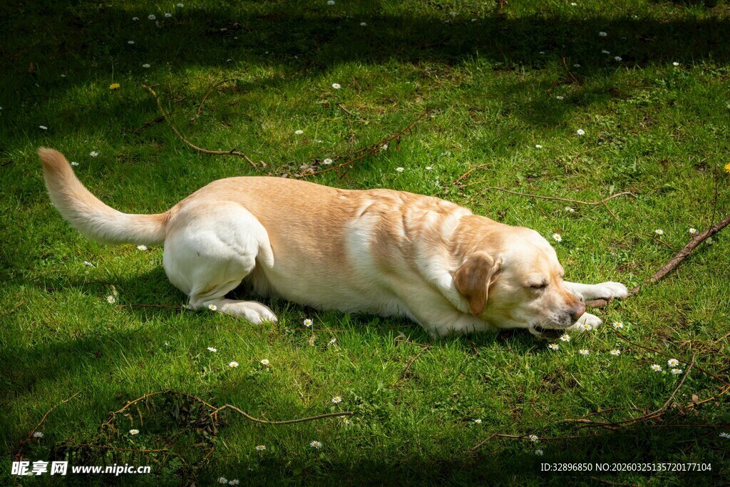 拉布拉多草地玩耍