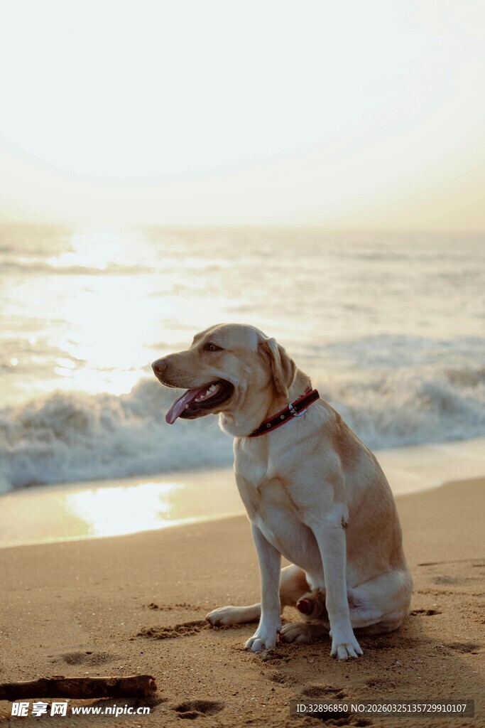 海边沙滩上的快乐狗狗