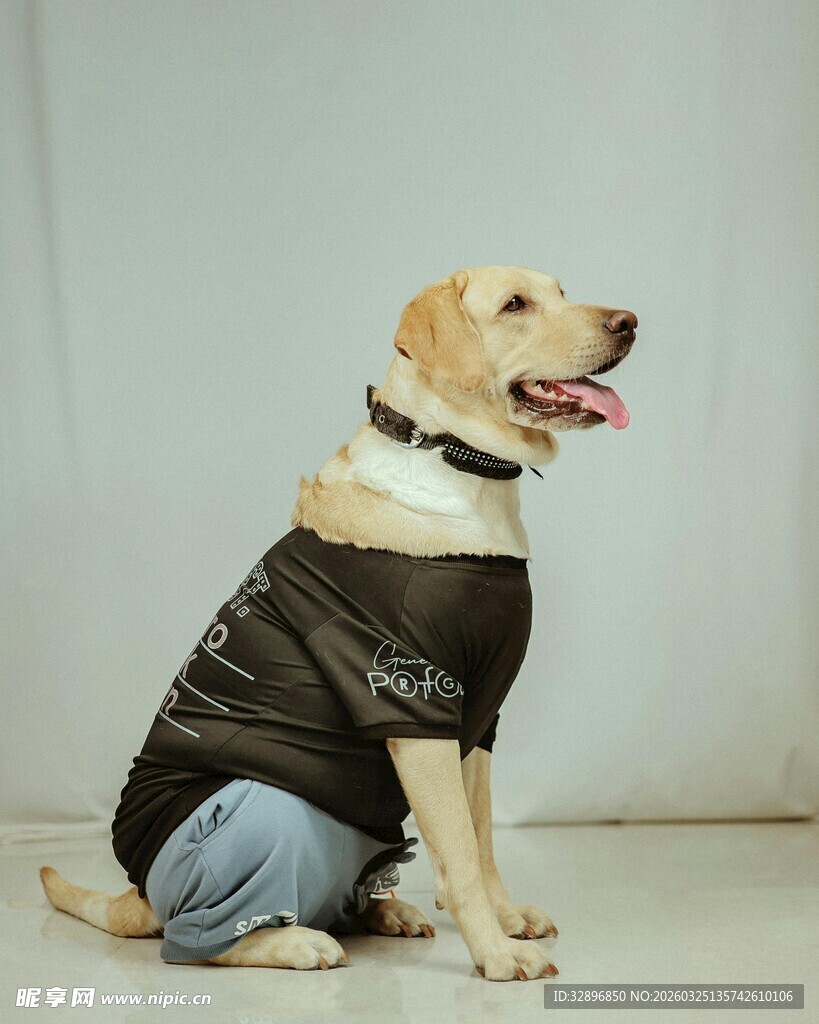 穿牛仔裤的可爱拉布拉多