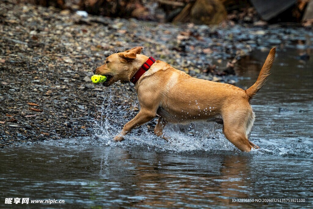 水中玩耍的棕色狗狗