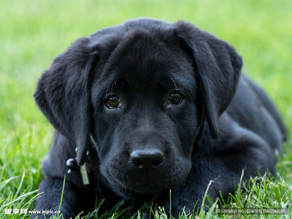 趴在草地的可爱小黑狗