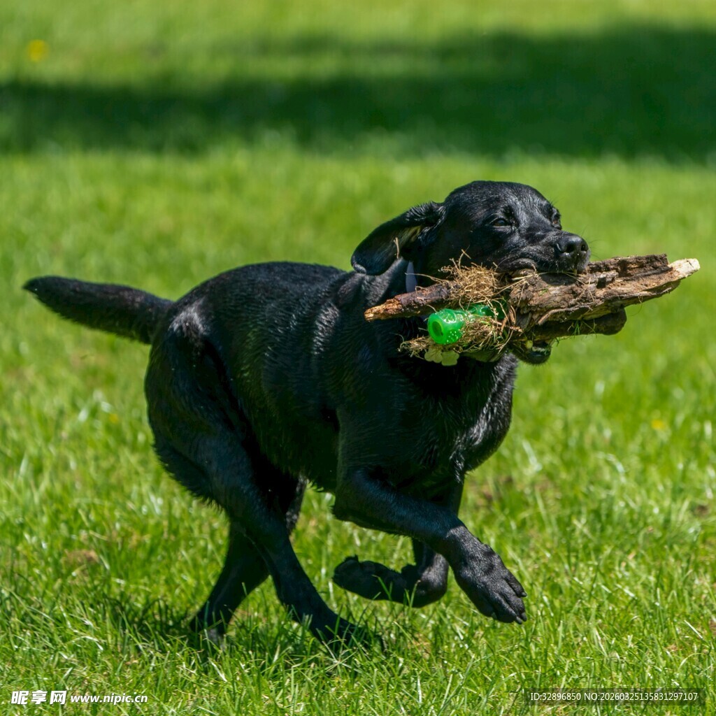 黑狗草地叼树枝奔跑
