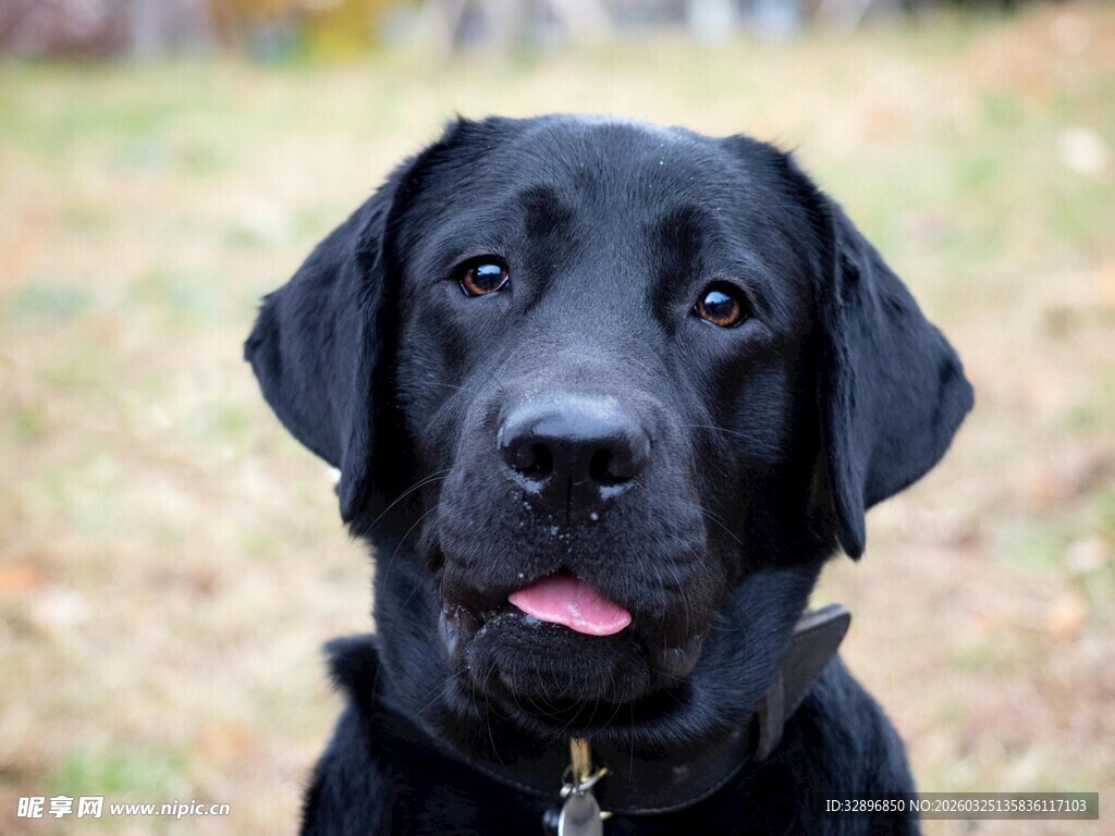 可爱黑拉布拉多吐舌卖萌