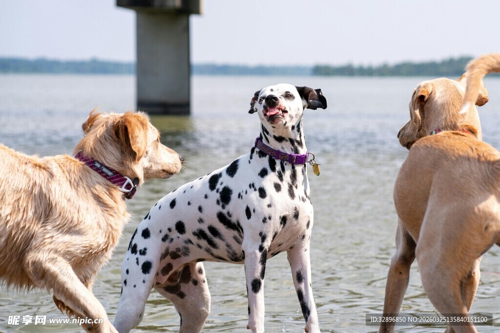 水边玩耍的可爱斑点狗