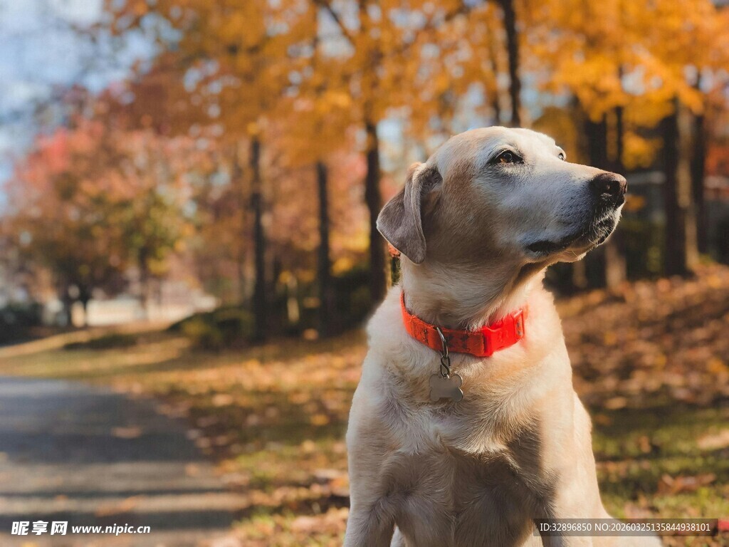 秋日路旁的可爱金毛犬